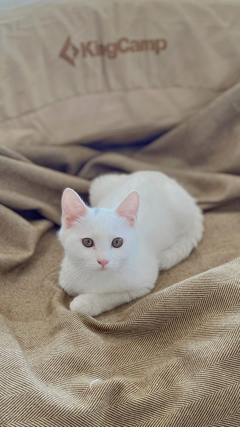 ギャラリービューアに画像をロードする, KingCamp レジャシート